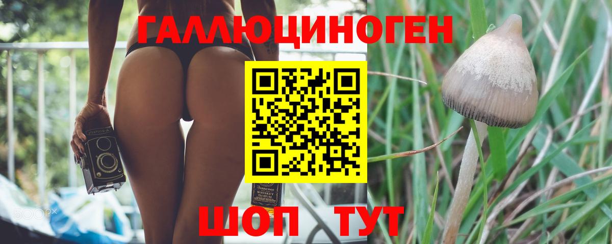 Псилоцибиновые грибы Psilocybine cubensis Аксай